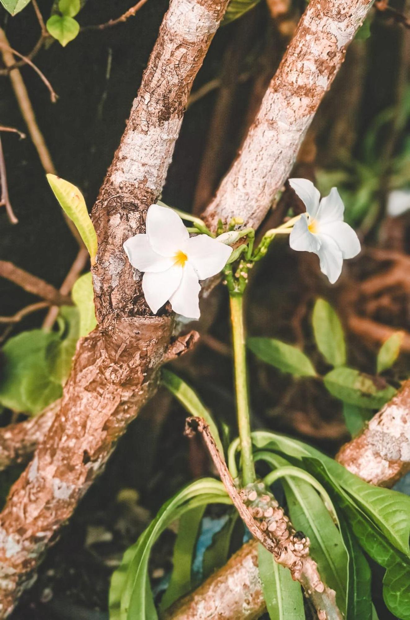 Weligama Bay Eco Villa Zewnętrze zdjęcie